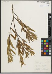 Foto von Salix purpurea subsp. purpurea L.